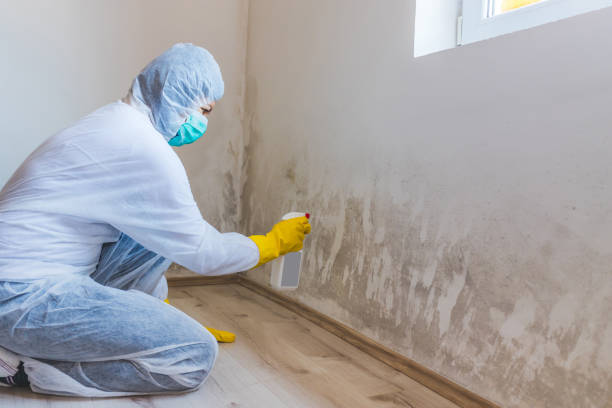Licensed Basement Mold Remediation service in Ahoskie, NC - WQB Mold Removal